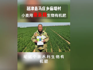 小麥使用親禾利生物有機肥，延津縣馬莊鄉廟堤村農戶感言